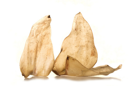 牛耳的狗食品 s照片