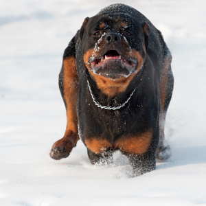 在雪上的走狗