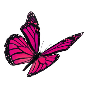 美丽的粉红色帝王蝶