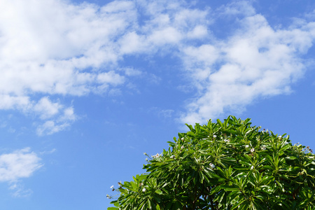 树, 白色的花, 云彩和蓝色天空为抽象背景