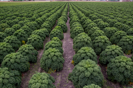 装饰的白菜或羽衣甘蓝图片