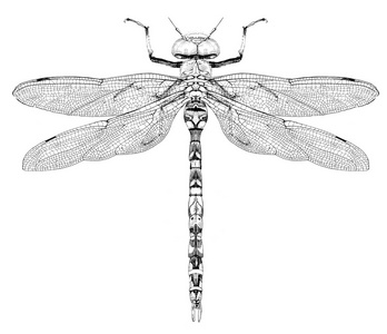 大的灰色蜻蜓照片