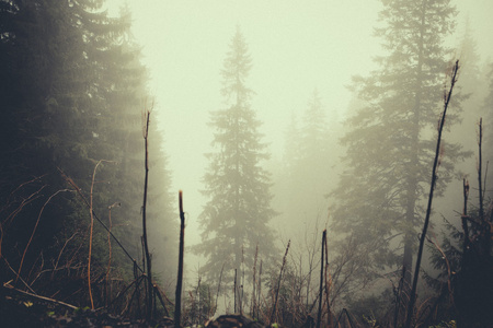 老式山迷雾森林