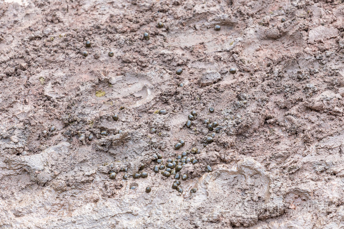 湿地上的长颈鹿粪便