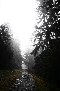原始的山森林与雾图片