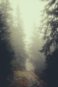 老式山迷雾森林背景图片