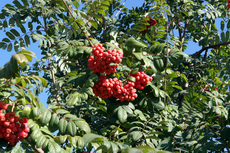 ashberry 在干燥阳光灿烂的日子