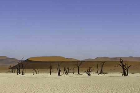 Deadvlei 或死湖，在 Sossusvlei，在 Par 的诺克