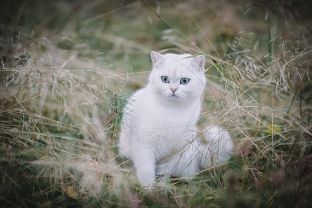 英国短毛猫在森林里