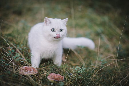 英国短毛猫在森林里