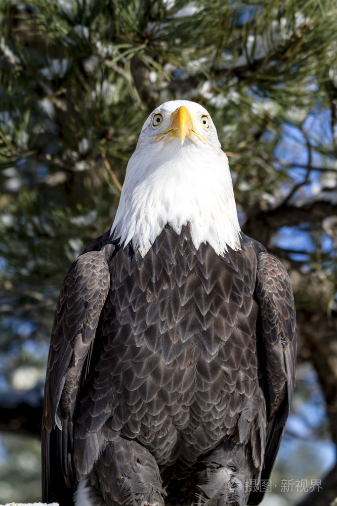 白头鹰在阳光明媚的冬日