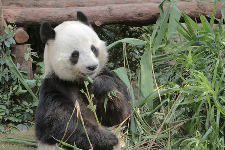大熊猫吃竹子叶子图片