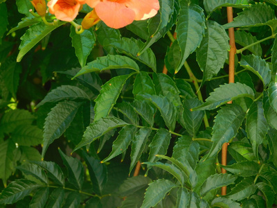 花卉和植物在户外活动