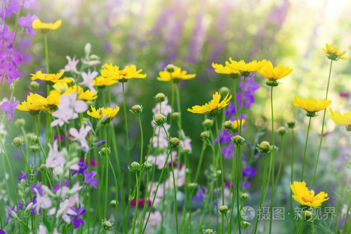 在阳光明媚的夏日草地上的花