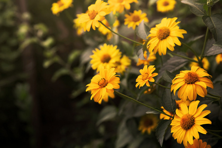 黄色夏季花卉