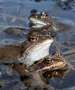 共同青蛙的组合 暂时的 , 也被称为欧洲的普通青蛙, 欧洲普通的棕色青蛙, 或欧洲的草蛙