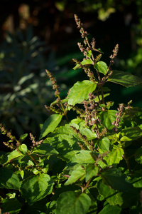 广药植物与花