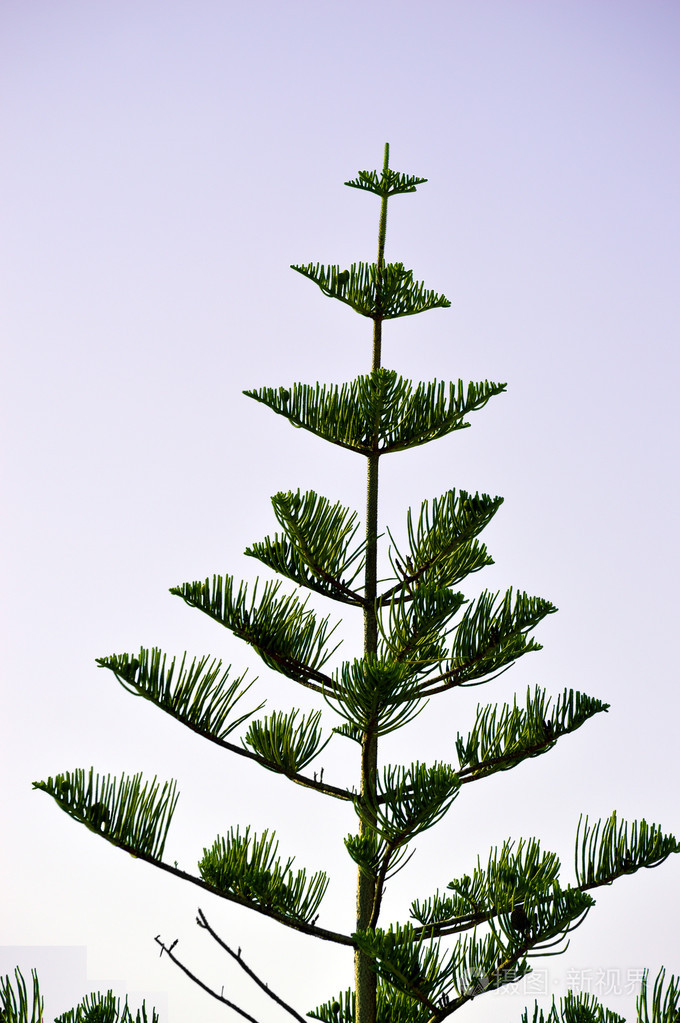 诺福克岛松名拉丁语名称阿劳卡利亚异种植物