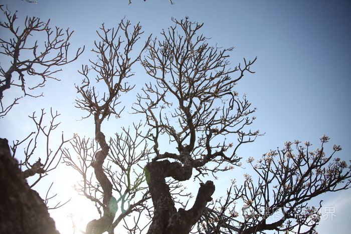 干树纹理在农村地区