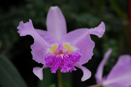 雅兰粉红色的黄色牛太雅兰花花照片