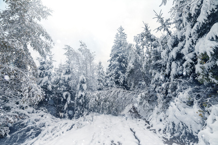 树木覆盖着白霜和在山中雪