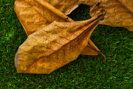 小叶榄仁图片-小叶榄仁素材-小叶榄仁插画-摄图新视界