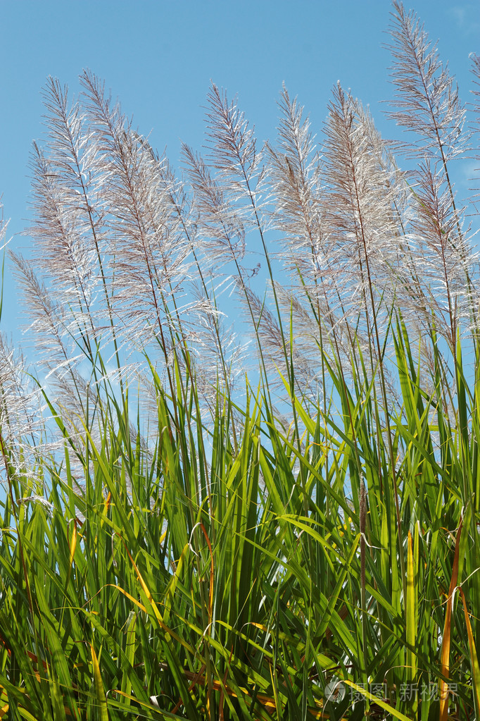 高大的甘蔗糖在花