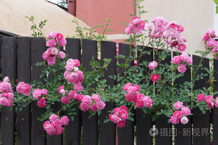 栅栏上美丽的粉红色玫瑰