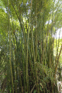哥伦比亚的竹林