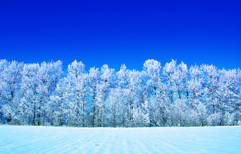 霜雪树