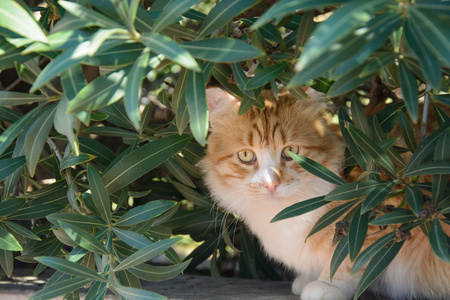 生姜和白花猫在树丛中的肖像