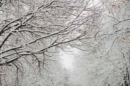 冬天树枝上的雪