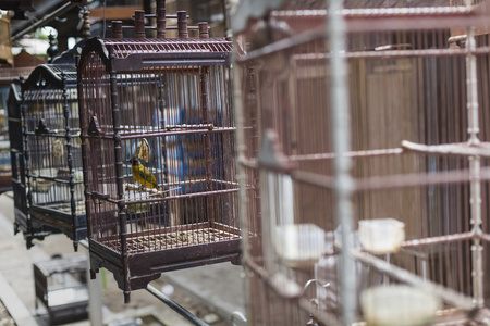 鸟和鹦鹉在日惹，占 Pasar Ngasem 市场
