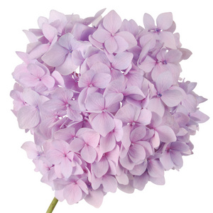 紫花绣球剪枝