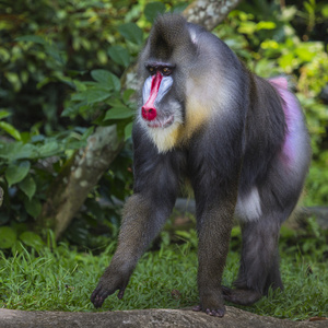 山魈的特写肖像孤立的 mandrill 猴子肖像狒狒雄性猴子雄性猩猩肖像