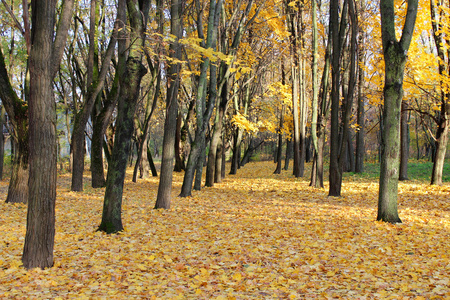 树木与黄色的树叶片秋色的公园图片