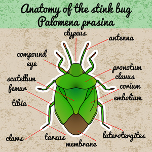昆虫的解剖。盾的 bug。Palomena 藻。草绘的盾 bug。屏蔽设计 bug 为着色书