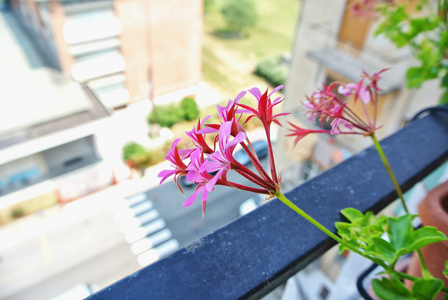 阳台上的花