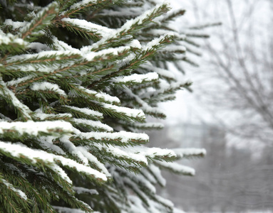第一场雪落在树枝上吃