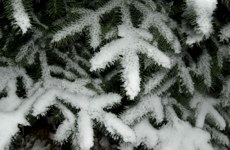 第一场雪落在树枝上吃