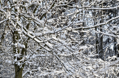 迷人的雪天景观