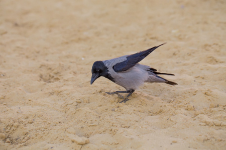 沙子上的灰色乌鸦图片