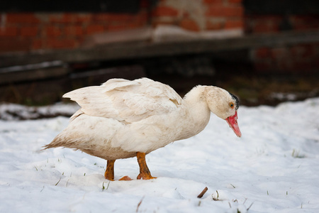 番鸭在雪中图片
