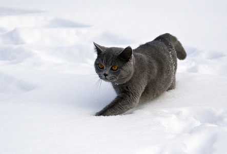 灰色英国猫