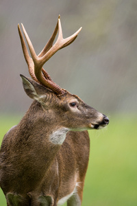 在雨中的白尾鹿巴克