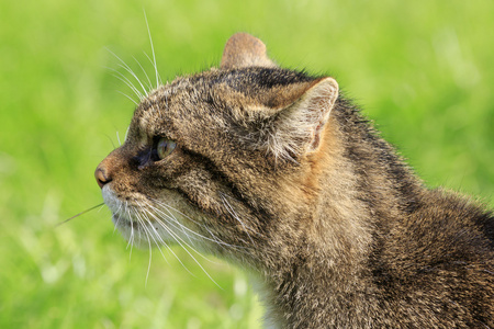 苏格兰野猫特写图片