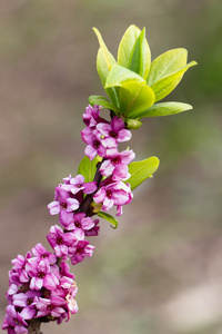 野生春天的花朵