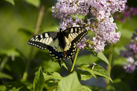 蝴蝶凤蝶 machaon