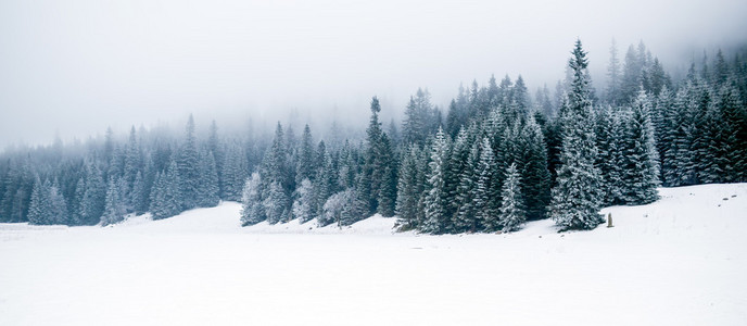 冬季白色森林与雪，圣诞节背景