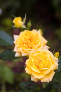 玫瑰花朵黄色